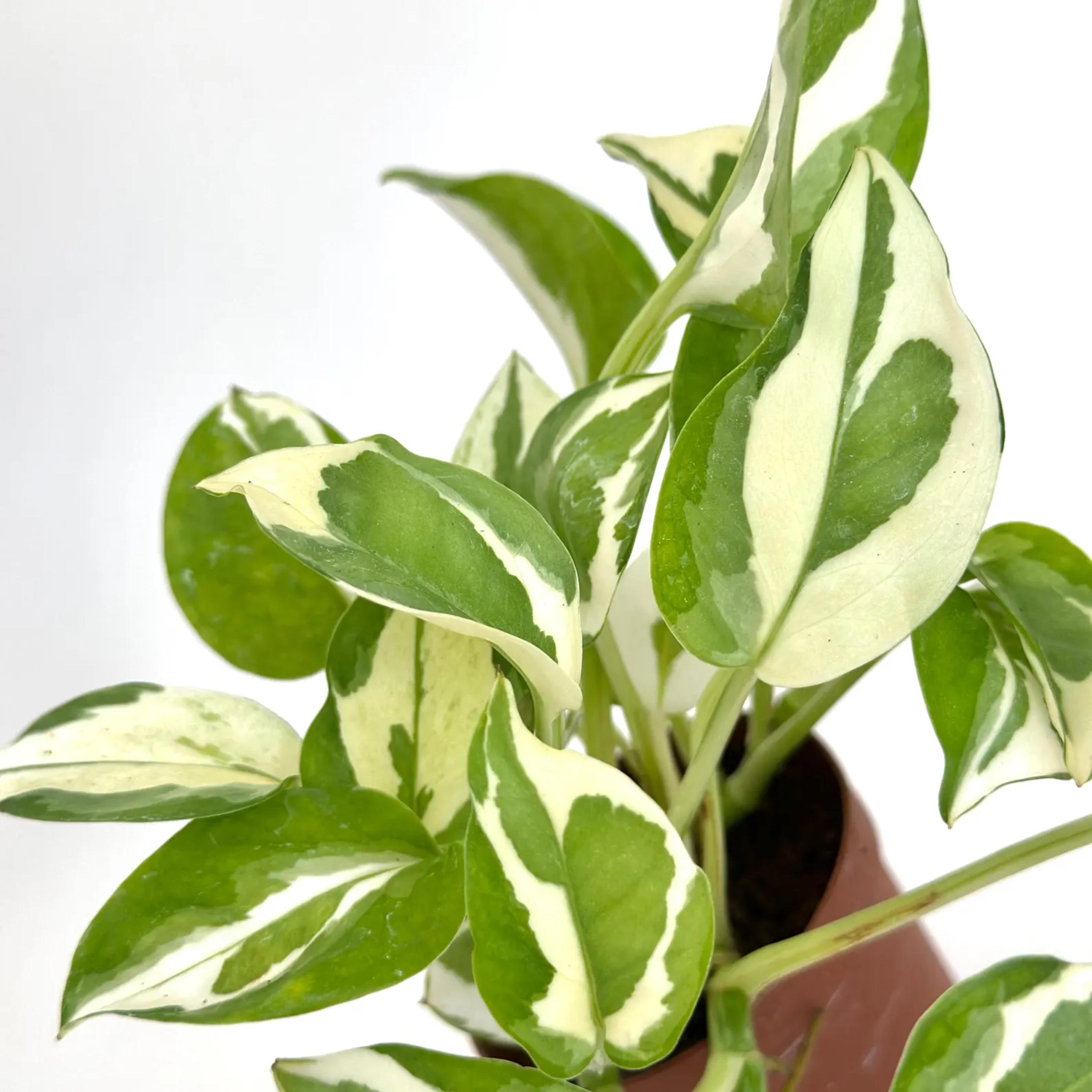 Pothos Plant Bundle | Epipremnum Variegated Cuttings House Plants ...