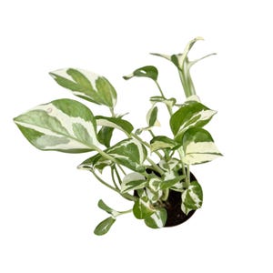 Puede incluir: Una planta en maceta con hojas variegadas. Las hojas son verdes con rayas blancas. La planta est&aacute; en una maceta marr&oacute;n.