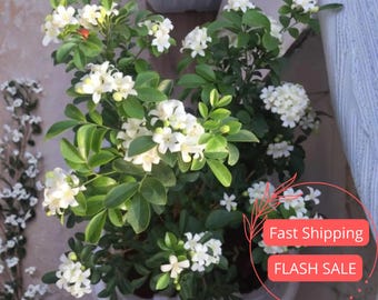 Jasmine Live Plant | Jasmine Minima Plants | Blooming House Plants | Perennial Houseplant for Kitchen Indoor Outdoor Garden Gift