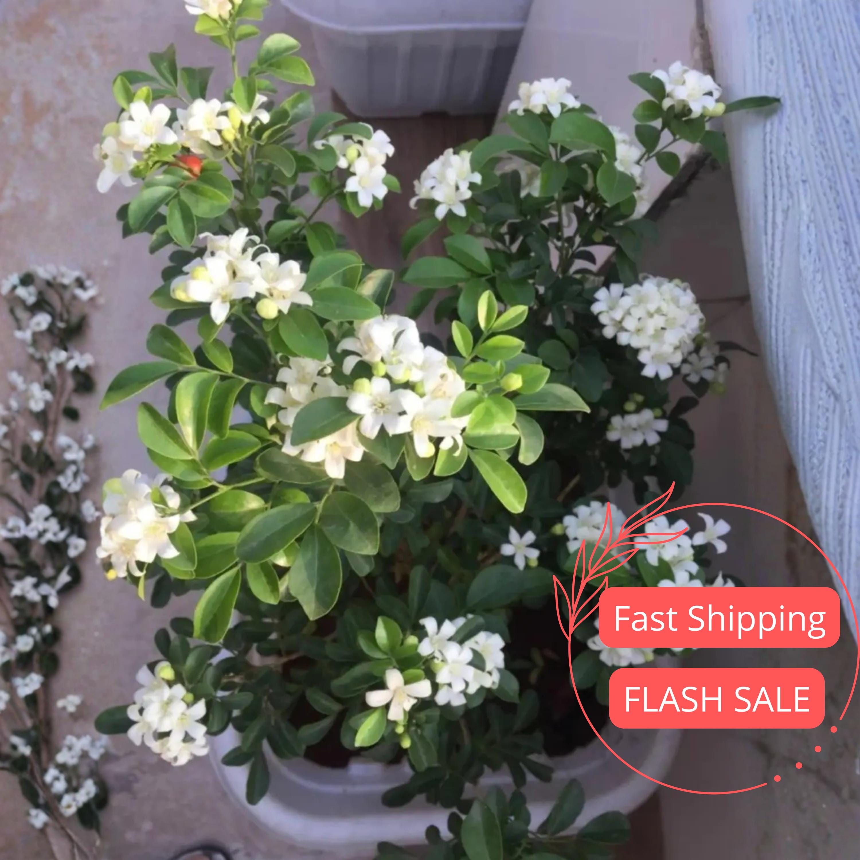 Jasmine Live Plant Jasmine Minima Plants Blooming House Plants Perennial Houseplant for Kitchen Indoor Outdoor Garden Gift
