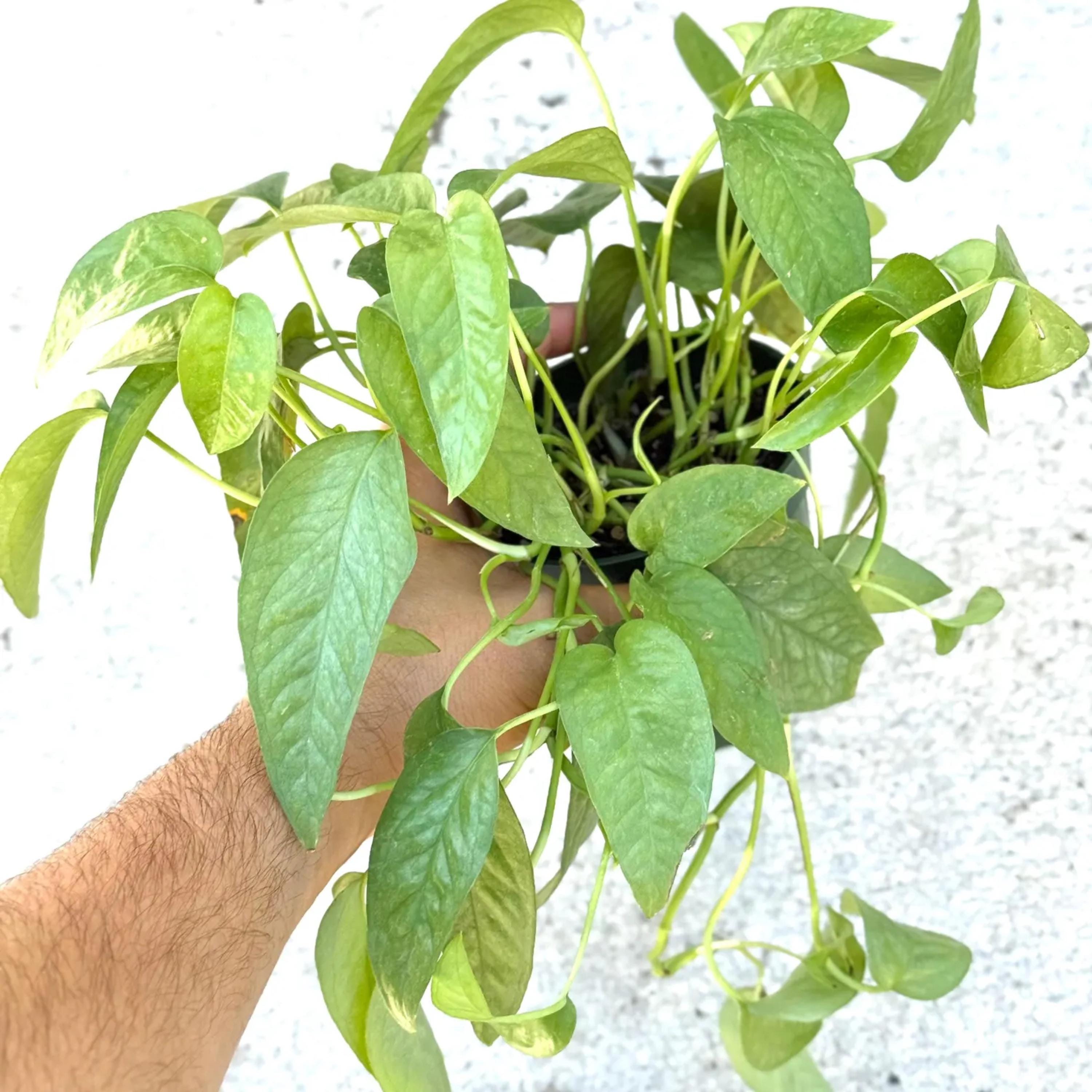 Pothos Plant Bundle | Epipremnum Variegated Cuttings House Plants ...