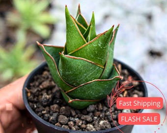Sansevieria “manny Pacquiao”/ RARE / Unique / Chubby DARK Leaves