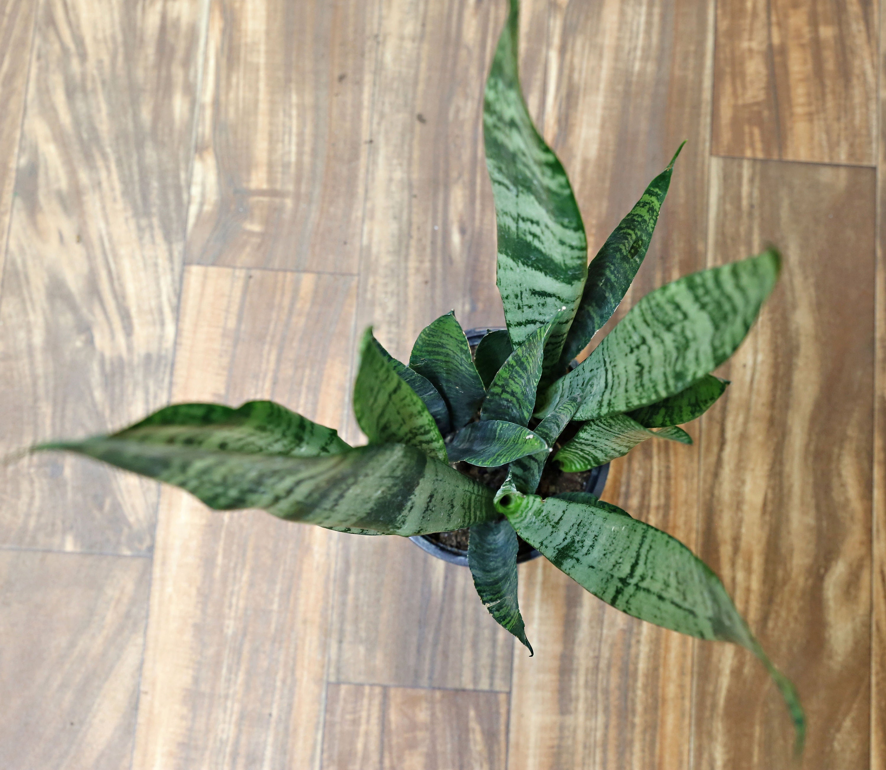 sansevieria snake plant Yellow Striped Snake Plant