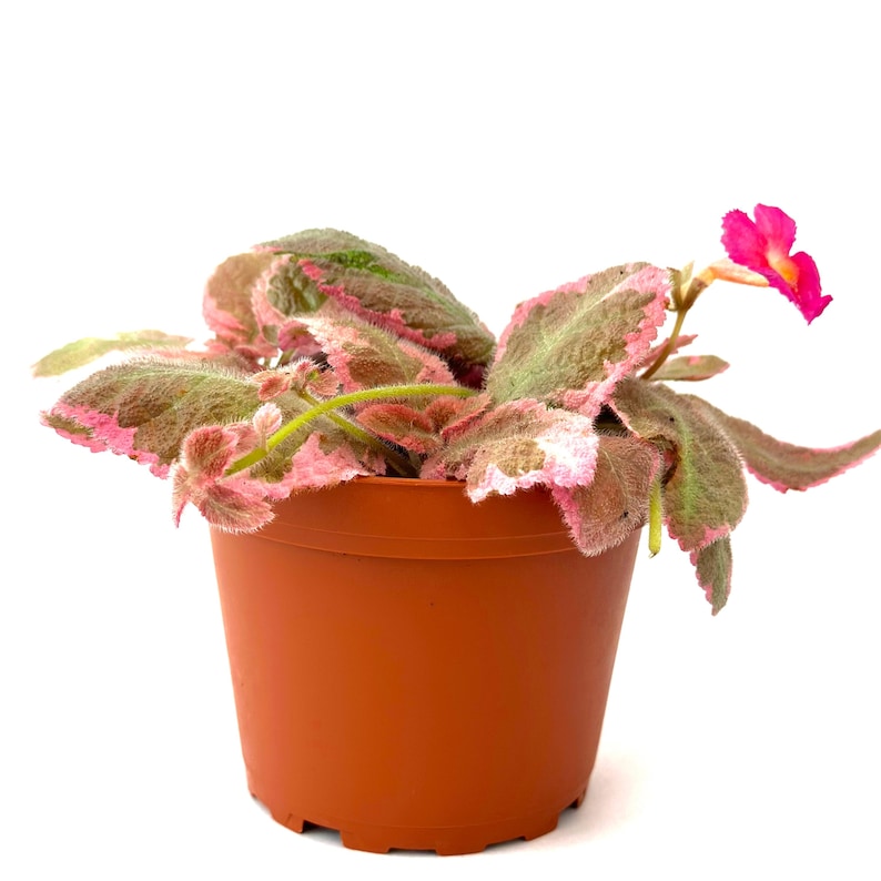 Assorted Episcia Live Plant Assorted Episcia Starter House Plants Fully