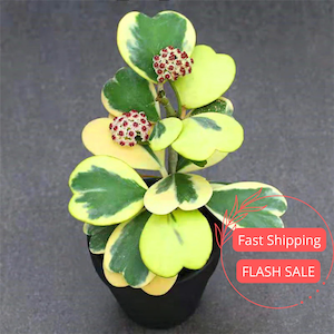 Hoya Kerrii Variegated Live Plant | Hoya Heart Variegated Starter Plants | House Plants for Beginner | Hoya Cuttings for Rare Plant Gifts