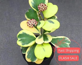 Hoya Kerrii Albomarginata, Variegated Kerrii Hoya, Sweetheart Hoya, Rare Wax Houseplant, Heart-Shaped Plant, Plant Rooted Large HANGING POT