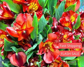 Alstroemeria Lily of the Incas | Alstroemeria Bouquet | Fresh Lily of the Incas Flower Bouquet | Peruvian Lilys | Plants | Red | White