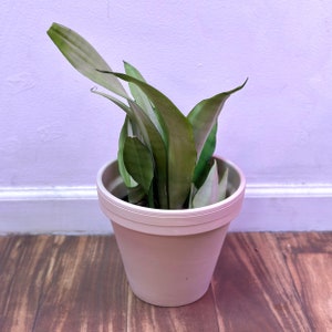 Large 8 Inch Terracotta Planter Pots | Terracotta Pots With Drainage ...