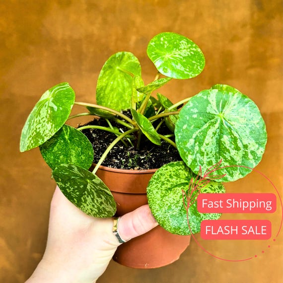Pilea Mojito Live Plant | Pilea Peperomioides Starter House Plants | Variegated Money Plant | Indoor Outdoor Houseplants | Rare Garden Gifts
