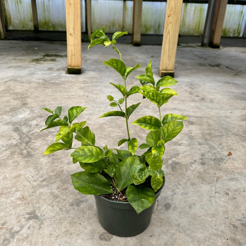 May include: A potted plant with vibrant green and yellow leaves. The plant is in a dark green plastic pot. The leaves have a glossy texture and a mix of green and yellow hues. The plant is set against a neutral background.