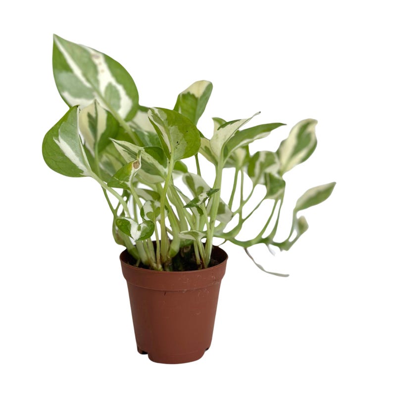 Puede incluir: Una peque&ntilde;a planta en maceta con hojas verdes y blancas variegadas. La planta est&aacute; en una maceta de pl&aacute;stico marr&oacute;n.