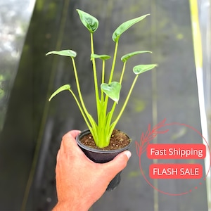 May include: A small potted plant with vibrant green leaves and stems. The plant is held in a black plastic pot filled with soil. The leaves are heart-shaped and elongated, with a glossy texture. The plant is a houseplant.