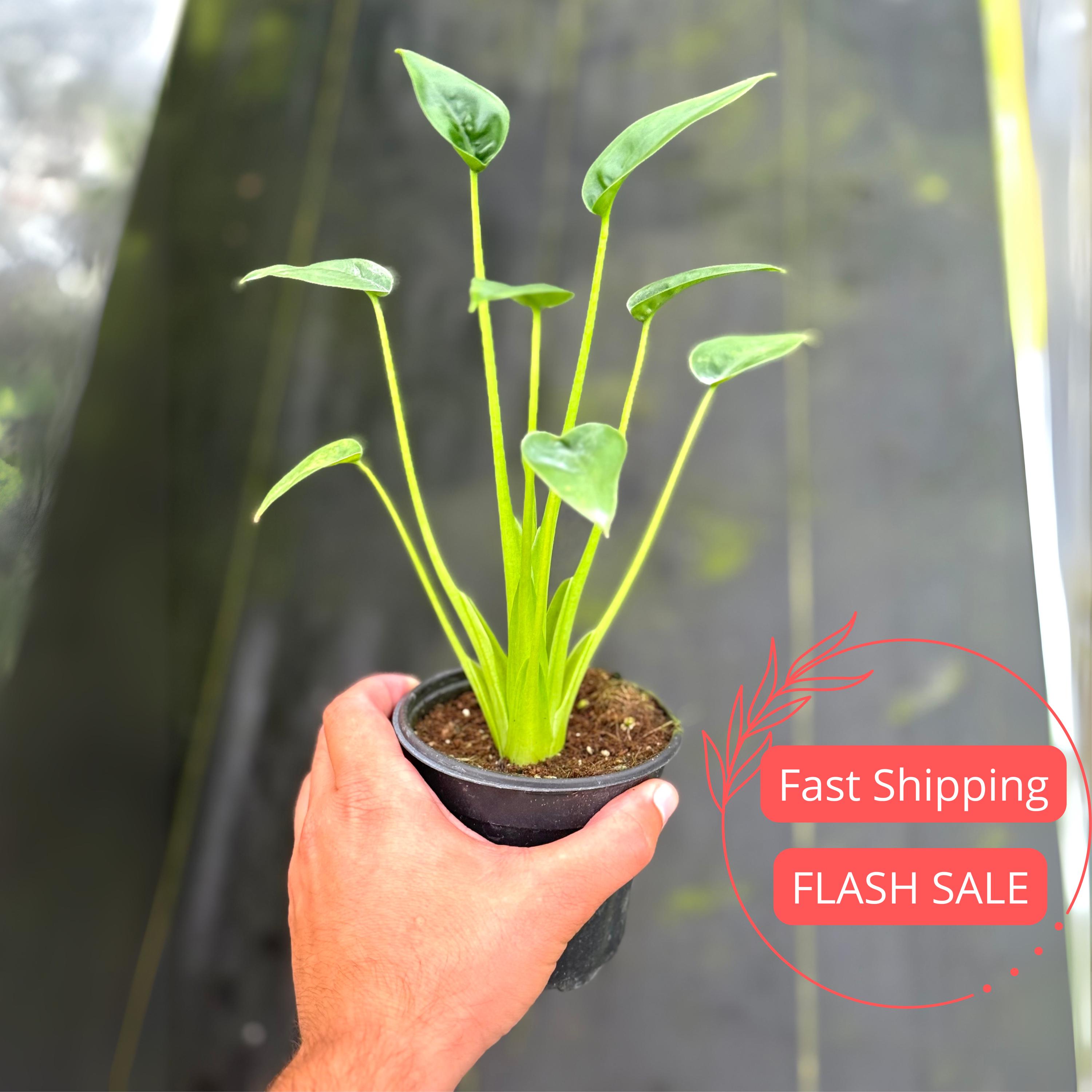 Alocasia Tiny Dancers - Live Plant in a 4 Inch Pot - Alocasia 'Tiny Dancer' - Florist Quality Air Purifying Indoor Plant