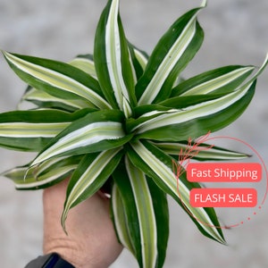 Dracaena Warneckii Corn Plant | Dracaena Starter Plant | Rooted Plants | Indoor Houseplants | Plant Gifts | Plant Cuttings | Plant Gift