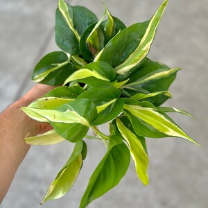 Philodendron Rio Large | Philodendron Rio Starter Planter Plant | Rio ...