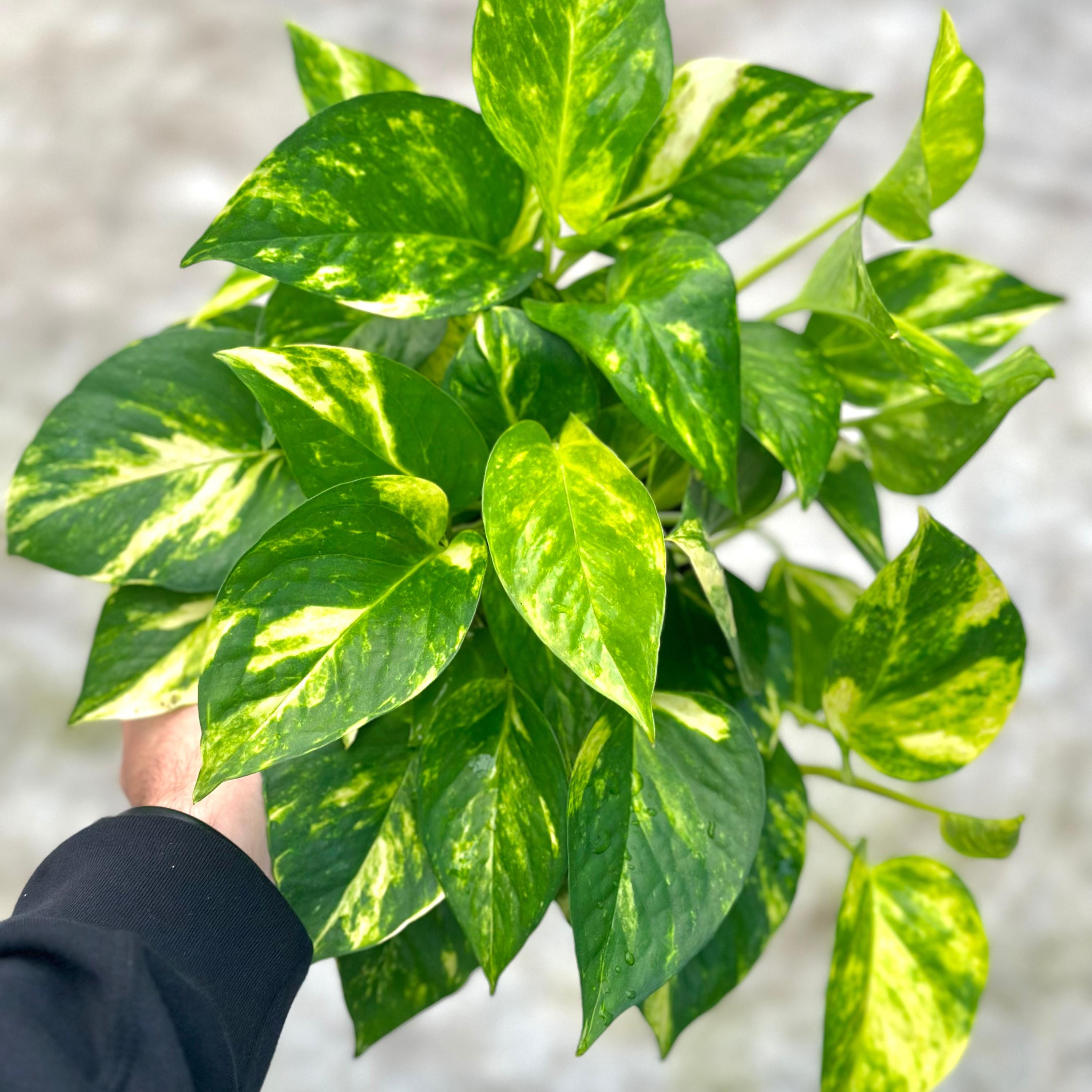 Pothos Hawaiian Live Plant | Epipremnum Golden Cuttings House