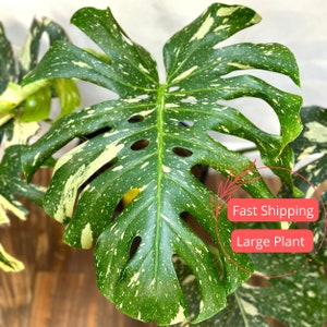 Monstera Thai Constellation Large Variegated Monstera Thai Constellation Starter Plant Fully Rooted Monstera Plant Rare Plants Albo image 1