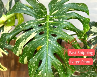 Monstera Thai Constellation Large | Variegated Monstera Thai Constellation Starter Plant | Fully Rooted Monstera Plant | Rare Plants | Albo