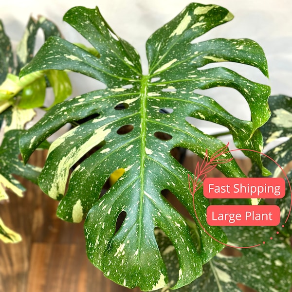 Monstera Thai Constellation Large | Variegated Monstera Thai Constellation Starter Plant | Fully Rooted Monstera Plant | Rare Plants | Albo