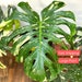 see more listings in the Plantas raras section