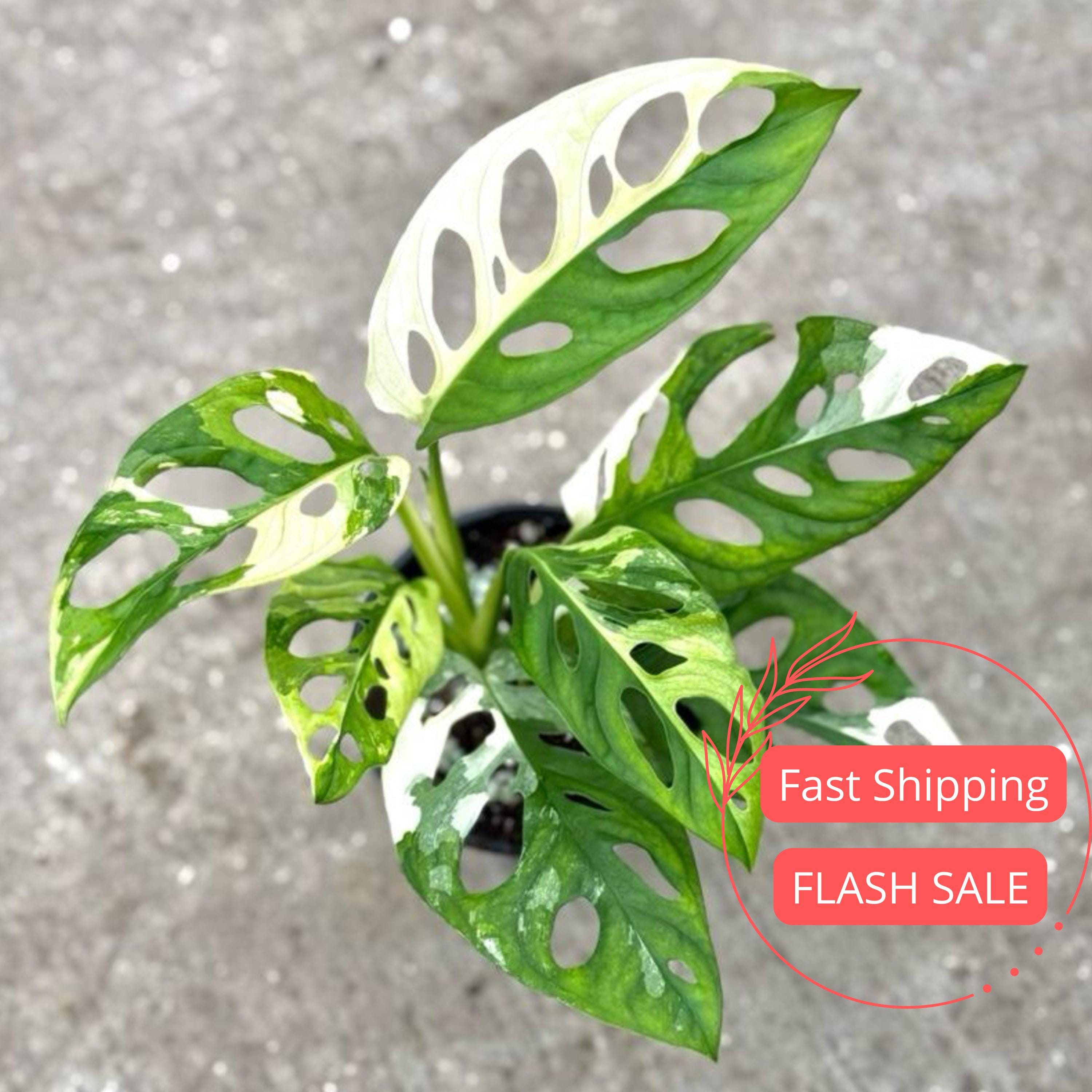 Monstera Albo Live Plant | Adansonii Swiss Cheese Monstera Plants | Indoor  House Houseplant | Rare Outdoor Garden Gift | Albino Variegata - Etsy