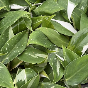 May include: Close-up of a plant with large, green leaves. The leaves have white and cream-colored variegation along the edges and speckled patterns. The plant appears healthy and vibrant, with multiple leaves visible.