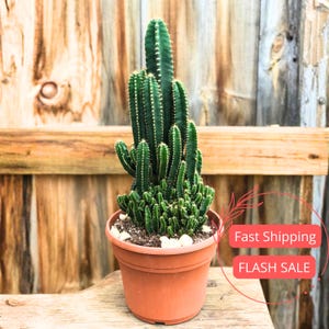 May include: A potted cactus with multiple green stems and small white spines. The cactus is in a terracotta-colored pot, sitting on a wooden surface. The background is a wooden fence.
