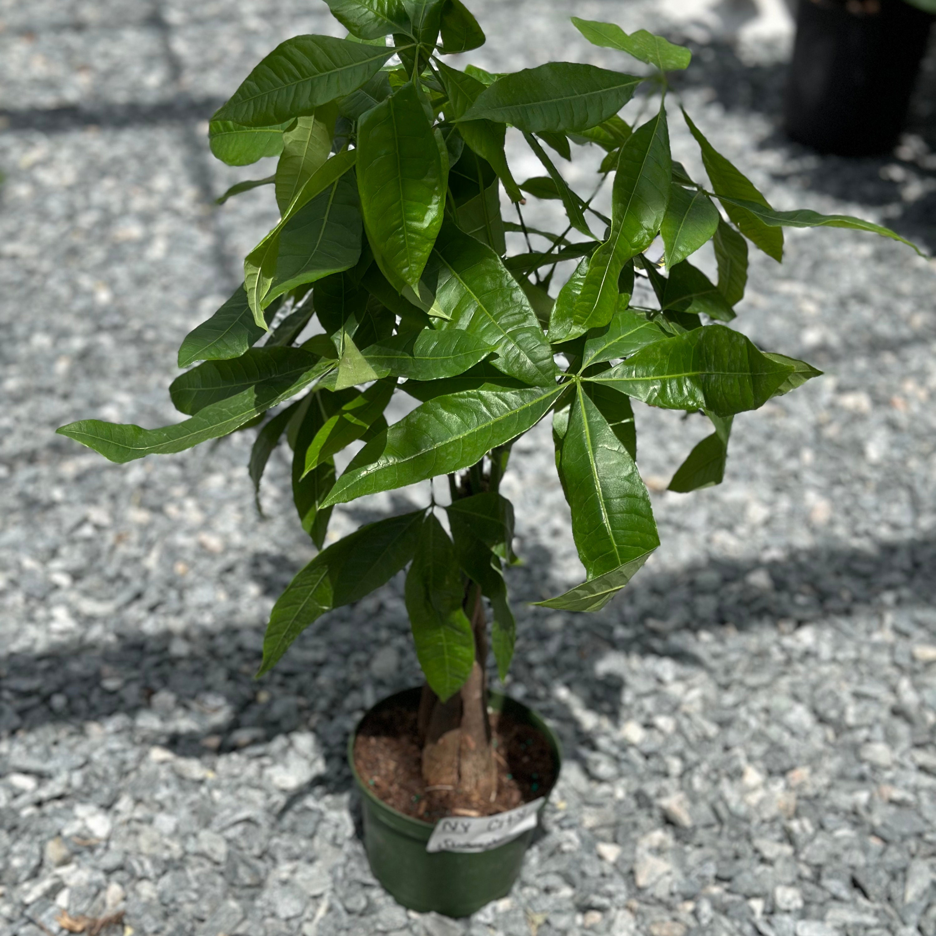 Money Tree Plant Large | Fully Rooted Pachira Aquatica | Money Tree Braided  Starter Plant Super Full | Air Purifying Easy Care Plant Gifts - Etsy