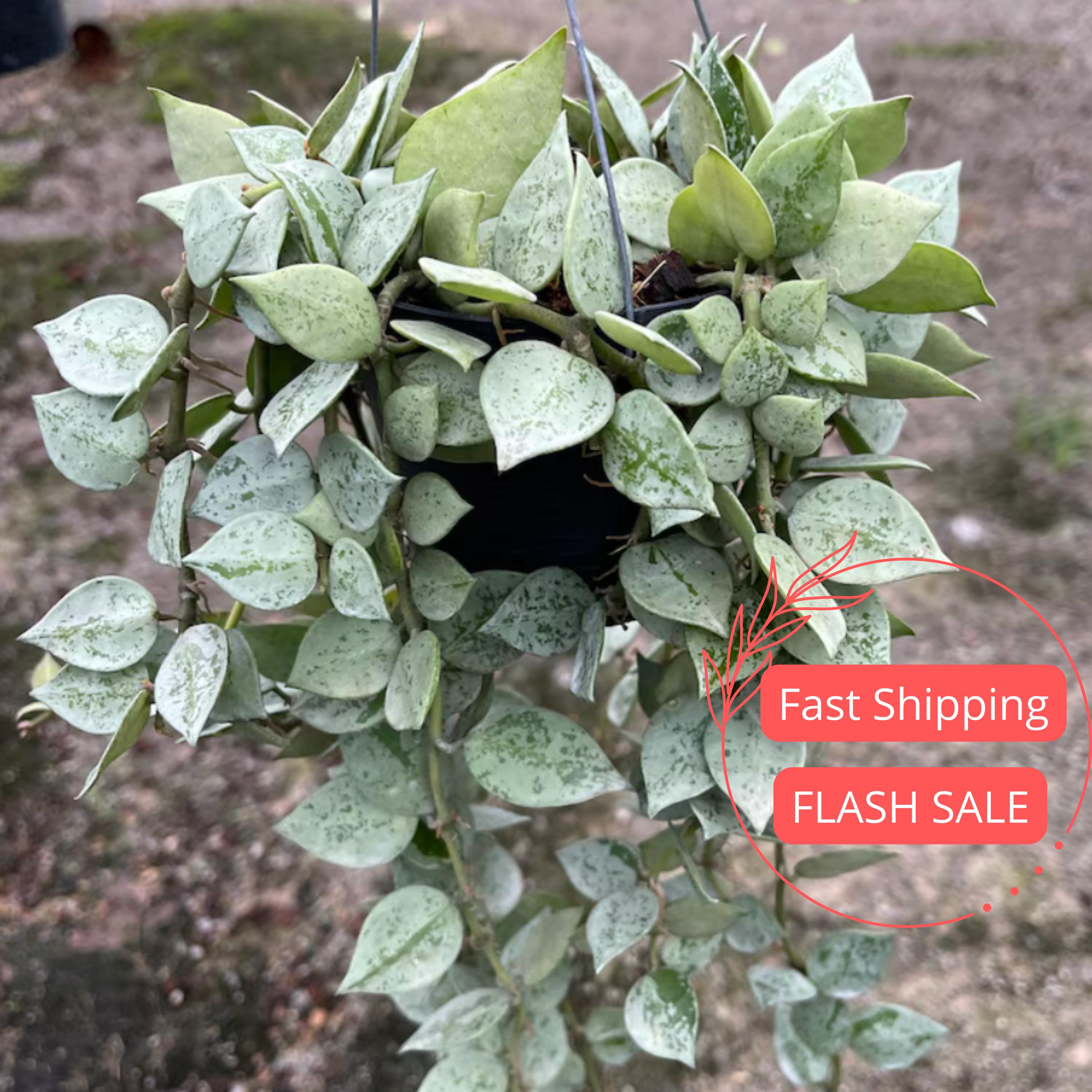 Hoya Krohniana Silver Plant | Silver Hoya Plant Live Starter Plants | House Plants Live for Beginner | Hoya Cuttings for Rare Plant Gifts