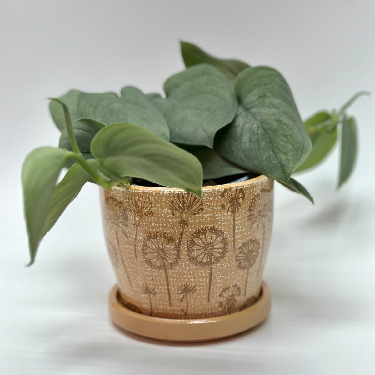 Dandelion Planter Pots With Drainage Set | Glazed Planters and Pots Indoor | Planter With Saucer | Floral Ceramic Plant Pots With Drainage - Etsy