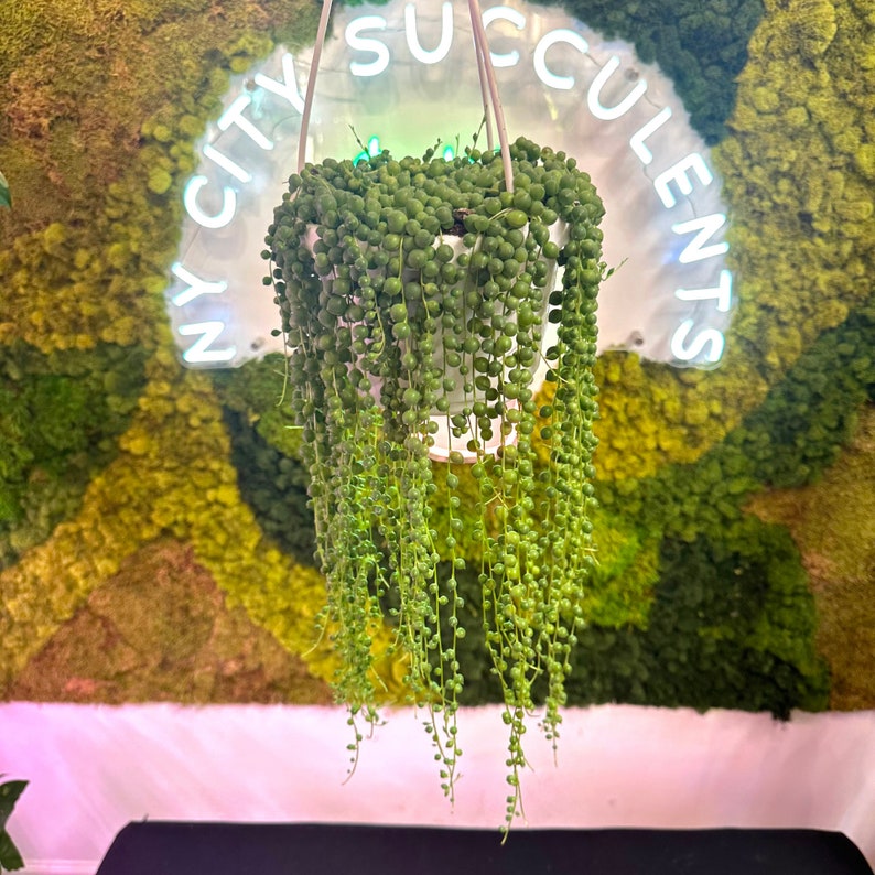 NYCitySucculents String of Pearls Plant - Thumbnail 2