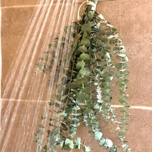 Fresh Eucalyptus Shower Bundle | Eucalyptus Plant | Fresh Eucalyptus ...