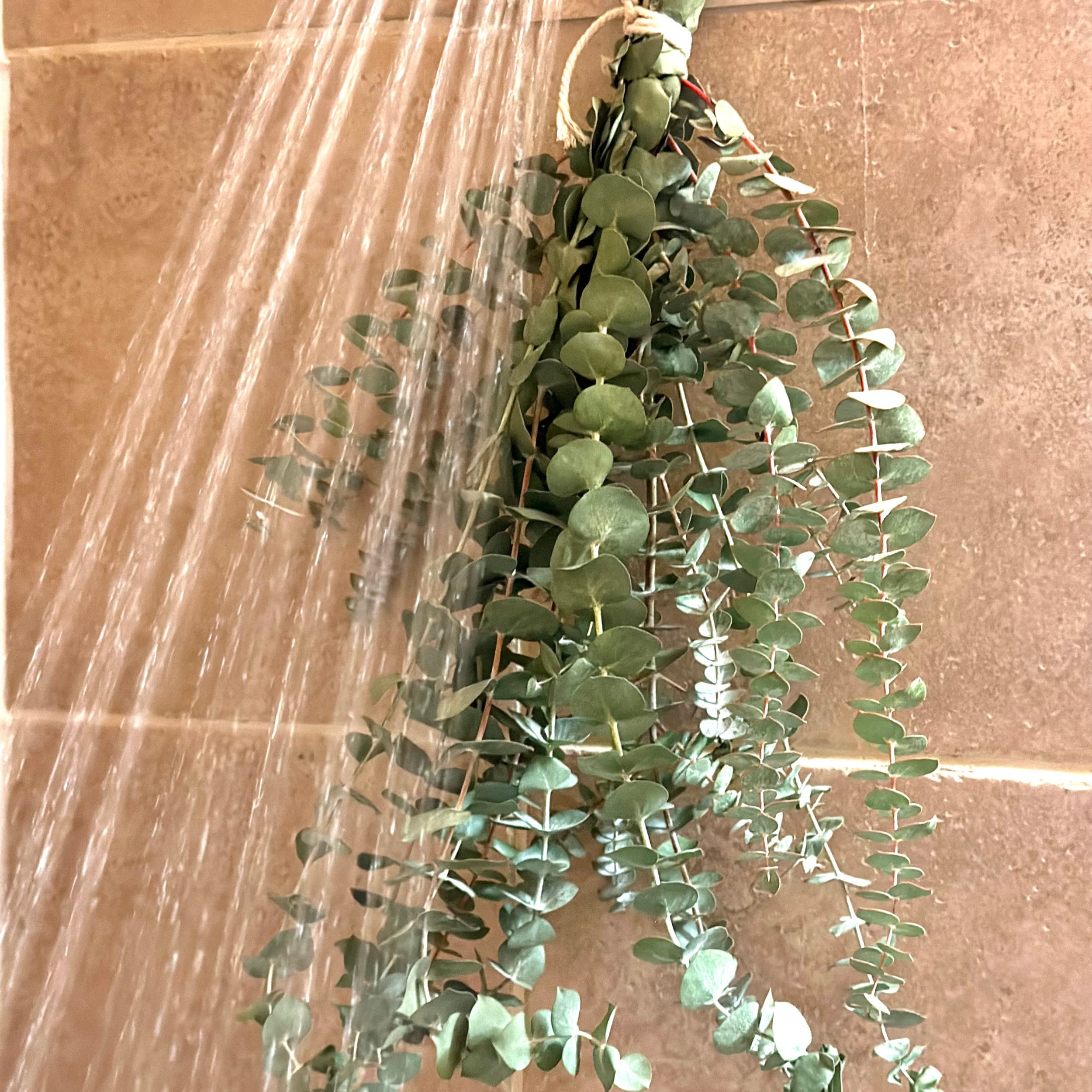 Fresh Eucalyptus Shower Bundle Eucalyptus Plant Fresh Etsy