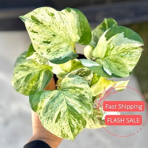 Golden Pothos Seeds - Etsy