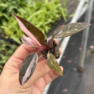 Philodendron Pink Princess Live Plant | Rare Philodendron Black Cherry Plants SALE | House Plants | Indoor Houseplants Outdoor Garden Gifts image 2