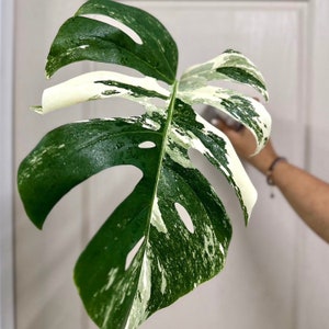 Monstera Albo Cutting Large Variegated Monstera Albo Starter Plant White Albo Monstera Plant Rare Plants Houseplants Plant Gifts zdjęcie 5
