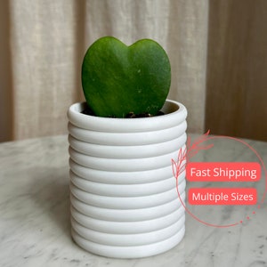 May include: A green heart-shaped Hoya Kerrii plant in a white ceramic pot. The pot has a ribbed design. The plant is a vibrant green color and is centered in the pot. The pot is sitting on a marble surface.