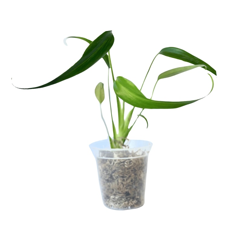 NYCitySucculents Monstera Burle Marx Flame - Thumbnail 2