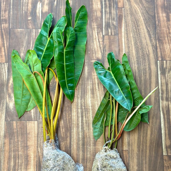 indoor vine plant Buy Wire Vine Plants Online main image 0