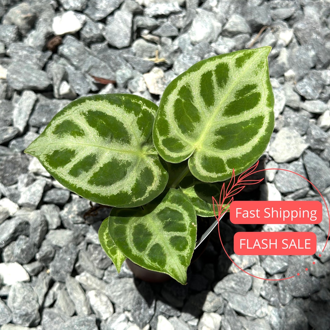 Anthurium Dorayaki Silver Blush – Okanoka