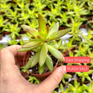 Coppertone Sedum Succulent | Sedum Adolphi Succulents | Stonecrop Plants | Succulent Cuttings in Pots | Sedum Plant | Plant Gifts