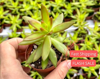 Coppertone Sedum Succulent | Sedum Adolphi Succulents | Stonecrop Plants | Succulent Cuttings in Pots | Sedum Plant | Plant Gifts