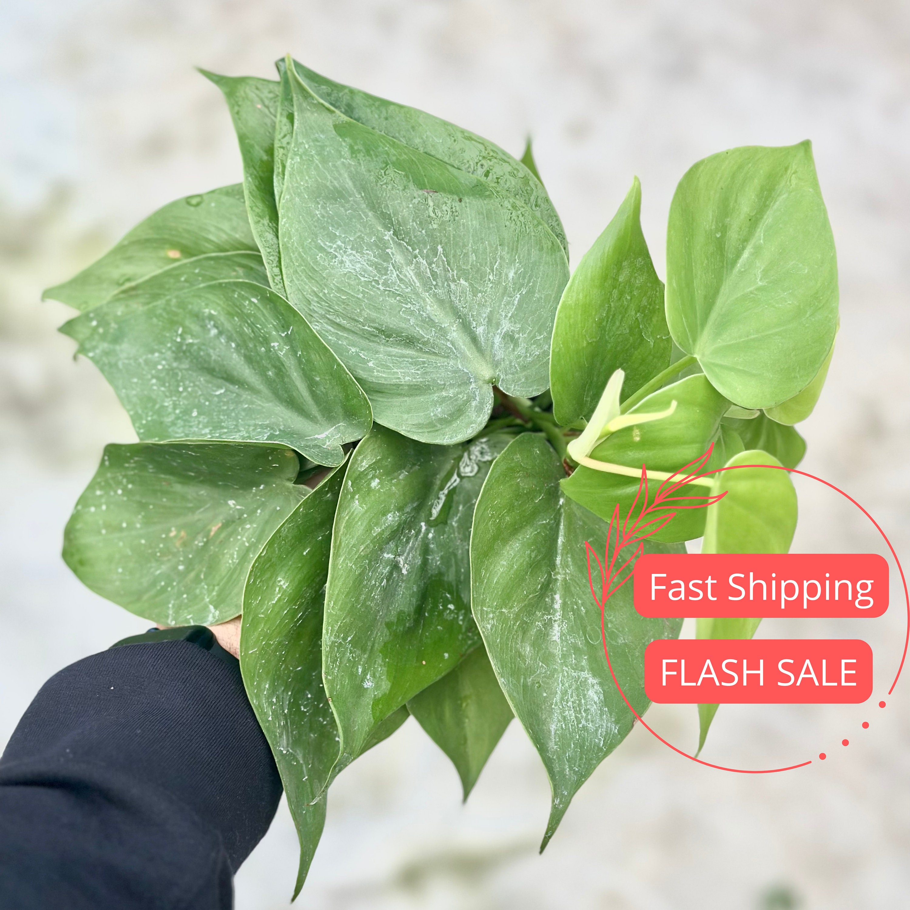 Philodendron Cordatum Heartleaf Lush | Heartleaf Philodendron | Philo  Starter Plant | Fully Rooted Plant | Indoor Houseplants | Plant Gifts - Etsy
