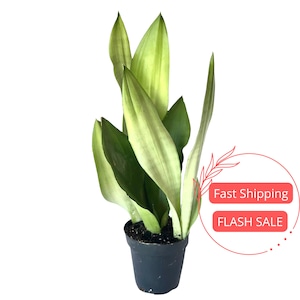Sansevieria Moonshine Live Plant | Moonshine Snake Plants | Mother in Laws Tongue Houseplants | Easy Care Plant Gifts | Silver Snake Plant