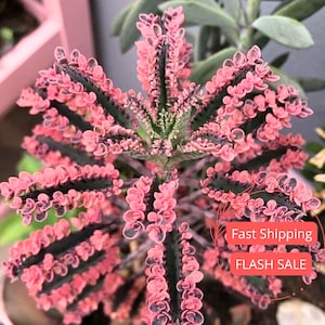 Kalanchoe Pink Butterflies Live Plant | Pink Butterfly Succulent Plants | Succulents Indoor Plant Cuttings Gifts | Outdoor Houseplants Gifts