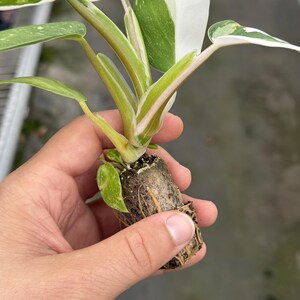 May include: A small plant cutting with green and white variegated leaves and stems. The plant is held in a hand, showing the root system and the soil it is planted in. The leaves have a mix of green and white colors.