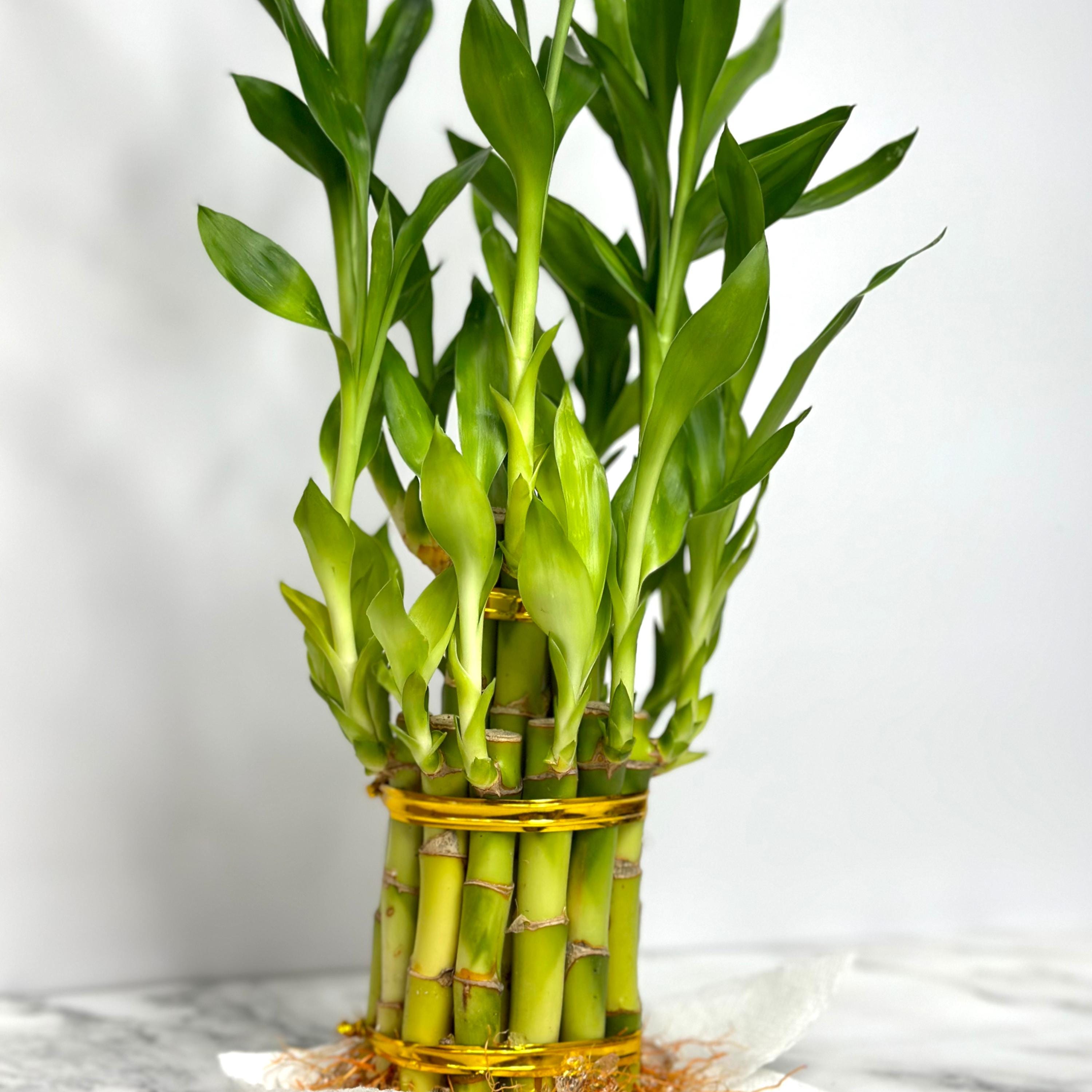 curly lucky bamboo Lucky Spiral Bamboo (Small leaf) main image 1