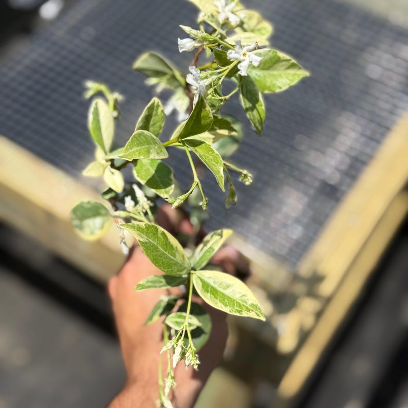 NYCitySucculents Jasmine Plant - Thumbnail 3