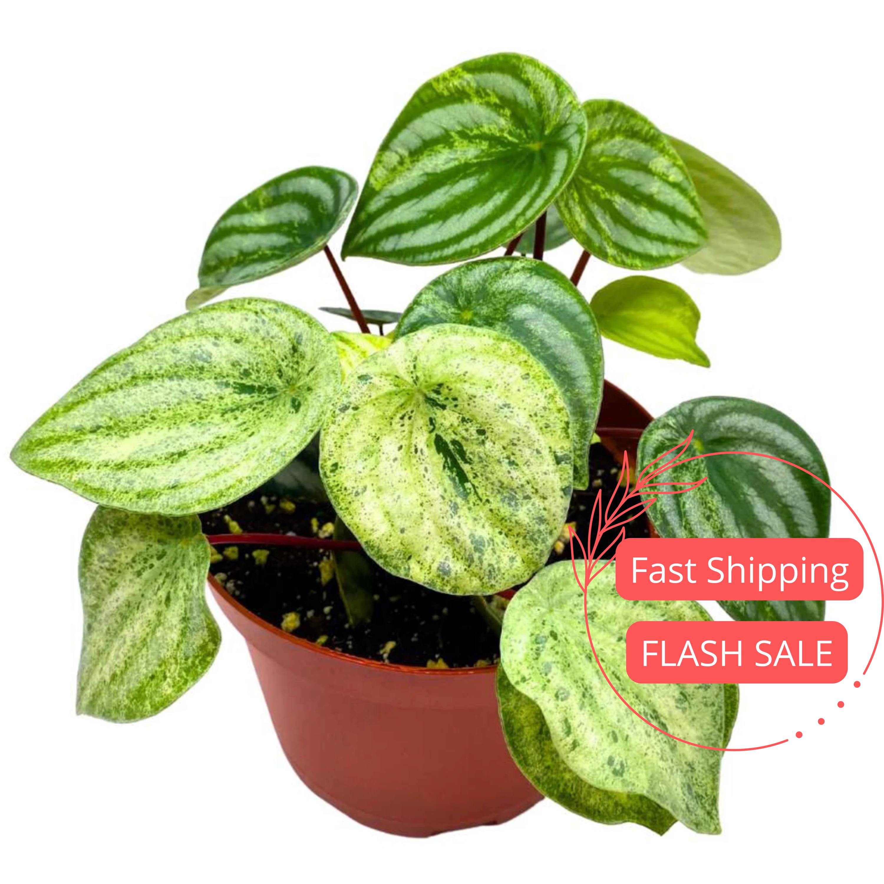 rhododendron nabu Nova Zembla Rhododendron | 3 Gallon