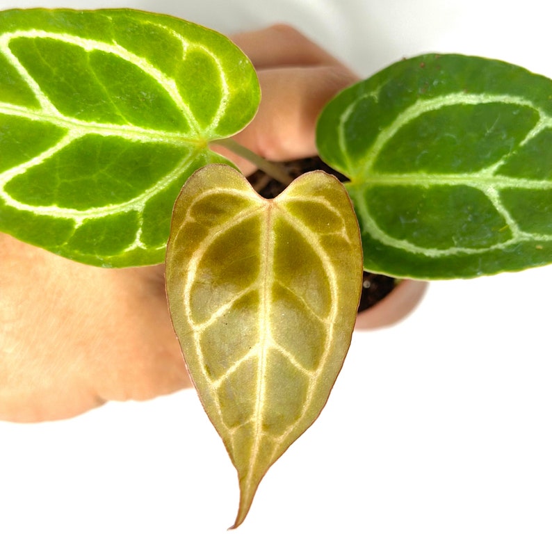 NYCitySucculents Anthurium Crystallinum - Thumbnail 3
